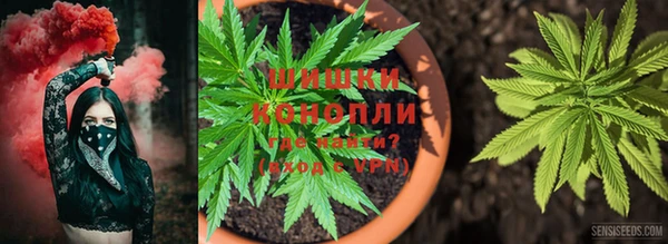 крисы Абаза